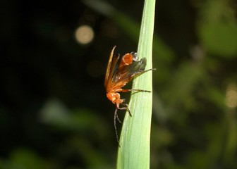 a bug is climbing on the bench