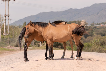 Horses standing in the middle of the road