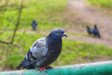 City grey pigeon sits on a metal fence in the park.