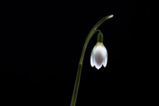 snowdrop on black background, white flower - Powered by Adobe
