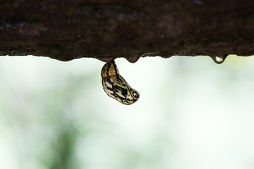 Butterfly pupa hanging under the branch.