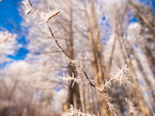 Frozen tree branch in winter forest. Frost needles icicles on the branches of tree in the sunlight covered with frost. Macro Ice crystal patterns on the branch. Beautiful macro frozen world patterns