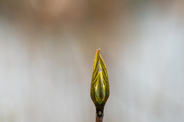 The green yellow tip of a plant at an early stage of bloom and a blurred background