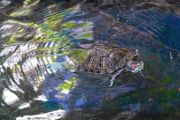 A red-cheeked turtle swims in the water