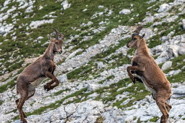 Bouquetins jouant corne contre corne , Massif du Vercors , en été , dans les Alpes