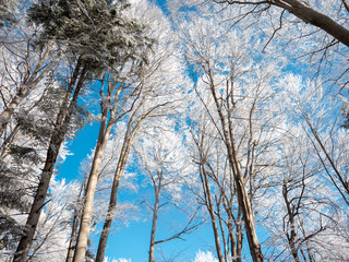 Frosty tree branch with snow in winter on blue sky. Cold weather in the forest. Frosty trees in...