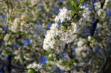 Cherry flower on tree