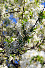 Cherry flower on tree