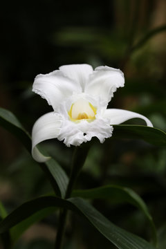 Sobralia Macrantha Alba orchid in Monteverde, Costa Rica