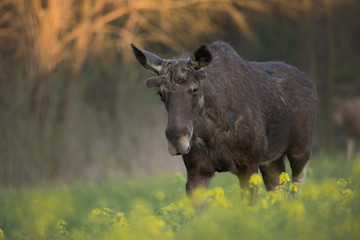 Bull elk in a rape field - obrazy, fototapety, plakaty