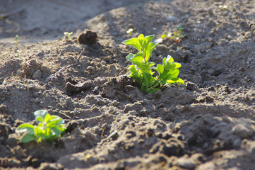 Young plants on soil