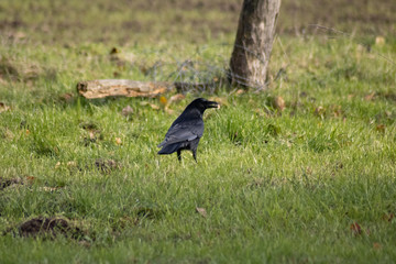 blackbird on the grass