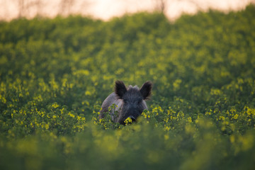 Wild boar on blooming rapeseed - obrazy, fototapety, plakaty
