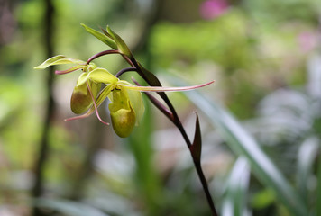 Phragmipedium Longifolium orchid in from Monteverde, Costa Rica