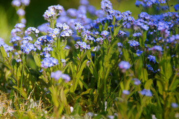 Obraz premium Alpine forget-me-not blue flowers