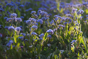 Alpine forget-me-not blue flowers