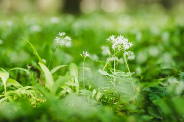 Close up of the delicate white flowers of wild or bear's garlic or ramsons or buckrams or bear leek (Allium ursinum).  Wild edible plant, meadow in forest with nice deep of field (selective focus)