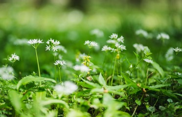 Close up of the delicate white flowers of wild or bear's garlic or ramsons or buckrams or bear leek (Allium ursinum).  Wild edible plant, meadow in forest with nice deep of field (selective focus)