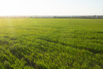 Fototapeta premium Spring field with cloudless blue sky.