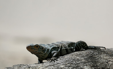 Ctenosaura, lizard commonly know as the Spinytail Iguana or Ctenosaurs on a branch in the beach