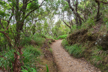 Naklejka na ściany i meble A walking trail along madeira's levada in the relic forest.