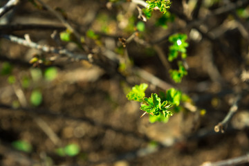 gooseberry shoots on a bush blossomed in spring with green openwork leaves and spikes in dew drops