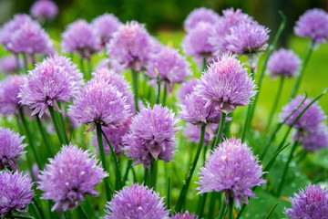 Macro picture of bright lilac flowers of chives. Healthy herb flowers 