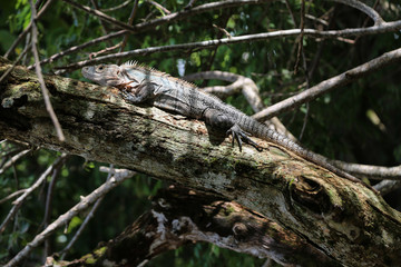 Ctenosaura, lizard commonly know as the Spinytail Iguana or Ctenosaurs on a branch