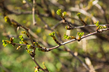 gooseberry shoots on a bush blossomed in spring with green openwork leaves and spikes in dew drops
