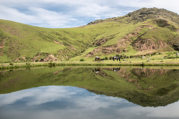 Fototapeta na wymiar Horses reflected in the lake