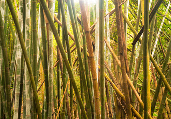 Bamboo Forest, Guangxi, China