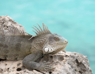Iguana on rocks with ocean in background, Bonaire