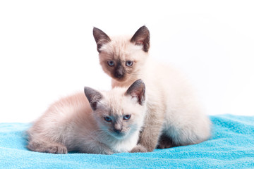 A family of adorable funny little kittens on a white background. Sleepy well-fed kittens are gentle with each other.
