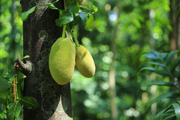Fresh jack fruit isolated on jack tree