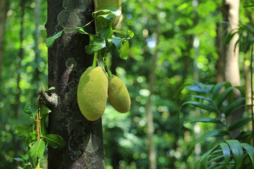 Fresh jack fruit isolated on jack tree