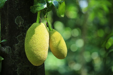 Fresh jack fruit isolated on jack tree