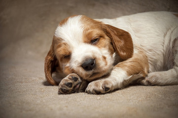 A small spotted white-red puppy of the Russian Spaniel breed sleeps with an outstretched paw. Dog is a friend of man.