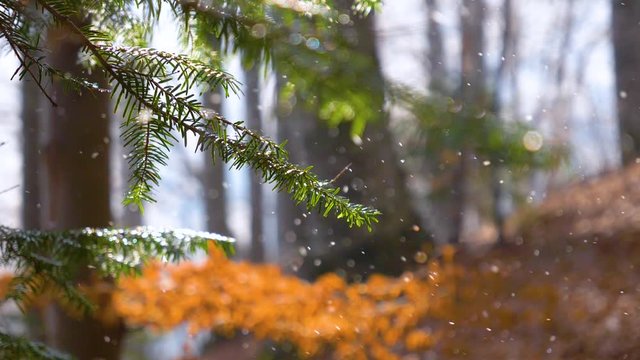 Beautiful Falling snow flakes in the forest. Slow motion. Macro snow particles in the sun light falling. Background of snow fall in winter blizzard. Flying snowflakes between forest branches. 