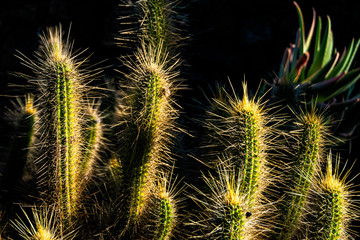 Beautiful Cleistocactus with golden spines glowing in the afternoon sun in Cactus Garden, Lanzarote, Spain.