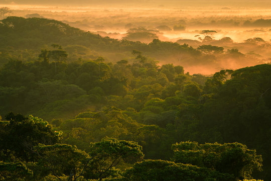 Manuel Antonio National Park Rainforest Sunrise