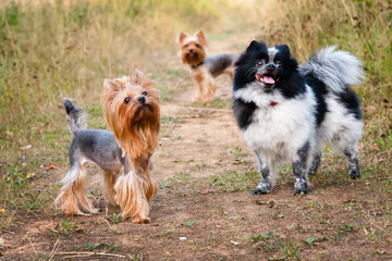 Little dogs for a walk in the summer