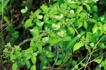 コガクウツギの蕾、5月