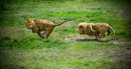 Lions chasing each other