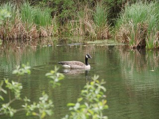 Ente schwimmt auf Bramfelder See