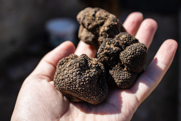 Hand holding mushrooms black truffles on outdoor. Closeup 