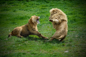 Two lions fighting each other in safari park