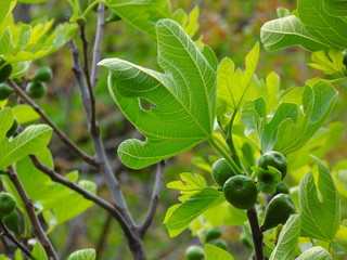 Fichi e foglie