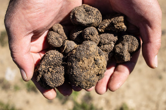 Hand holding mushrooms black truffles on outdoor. Closeup 
