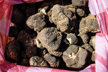 Black truffle mushrooms in a nylon bag.