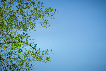 Obraz premium blue kingfisher on a tree with green leaves against blue sky